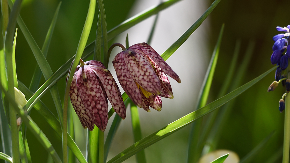 FrittilariaMeleagris_DSC6584.jpg