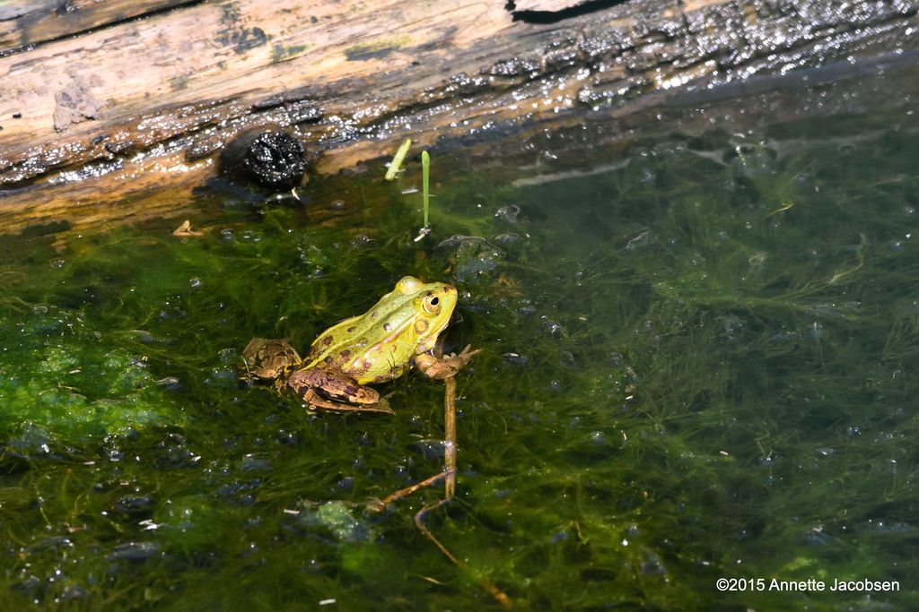 frog1