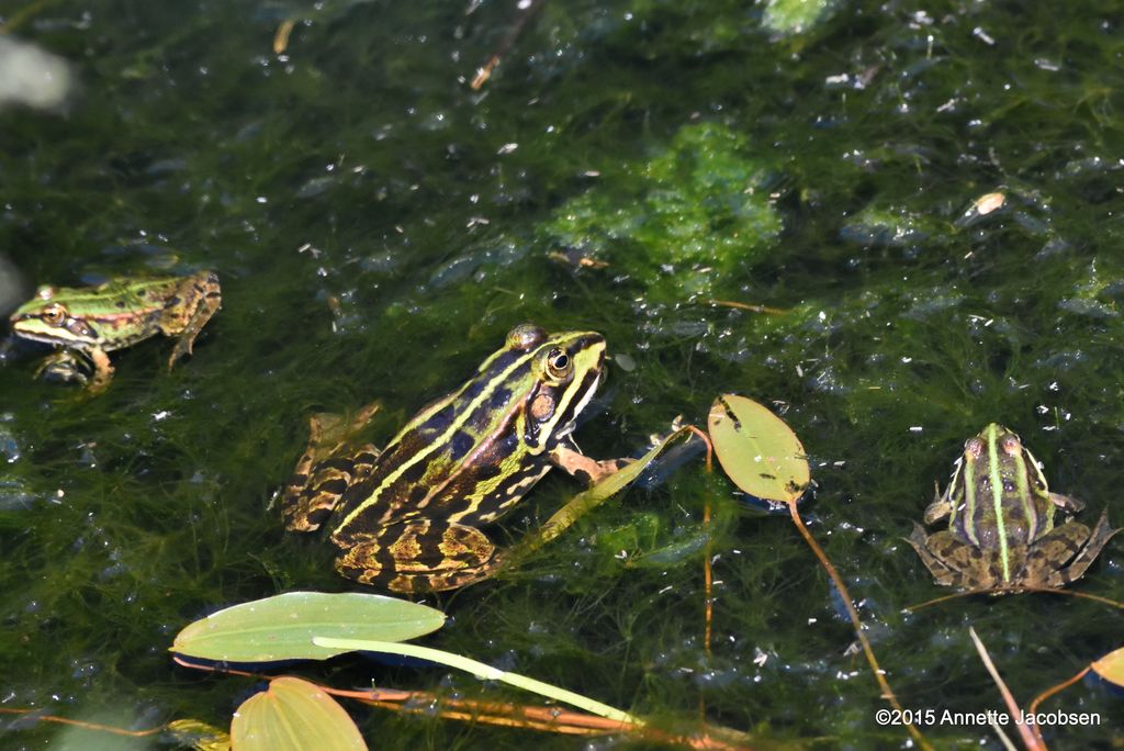 frog2