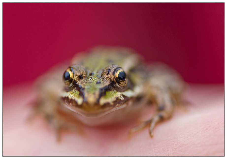 frogeyes