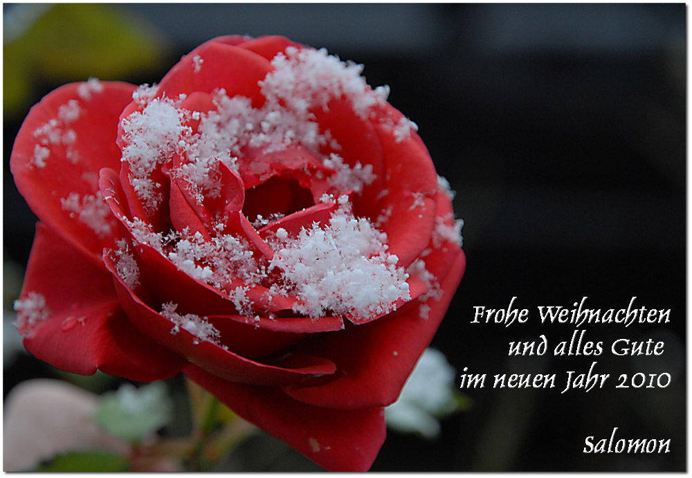 frohe weihnacht 2010 Kopie