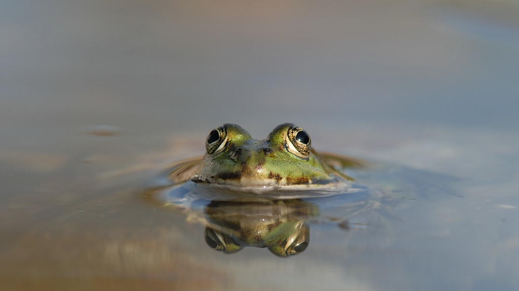 Frosch 1 (1)