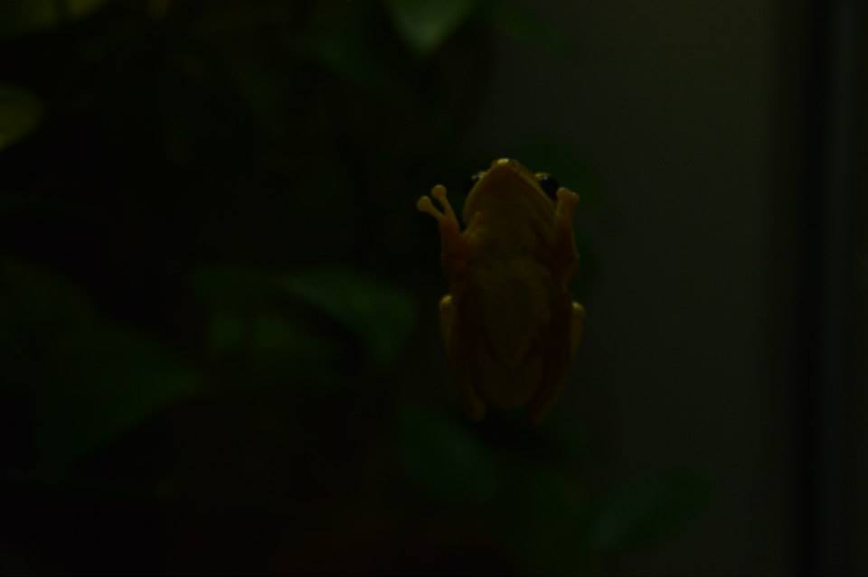 Frosch an der Scheibe Zoo Wilhelma