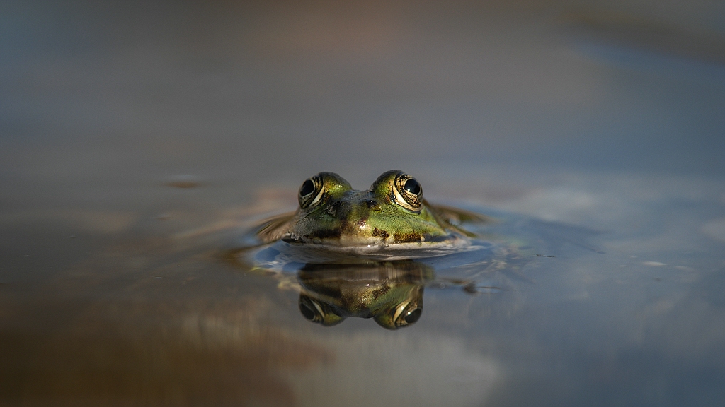 Frosch DSC 1556