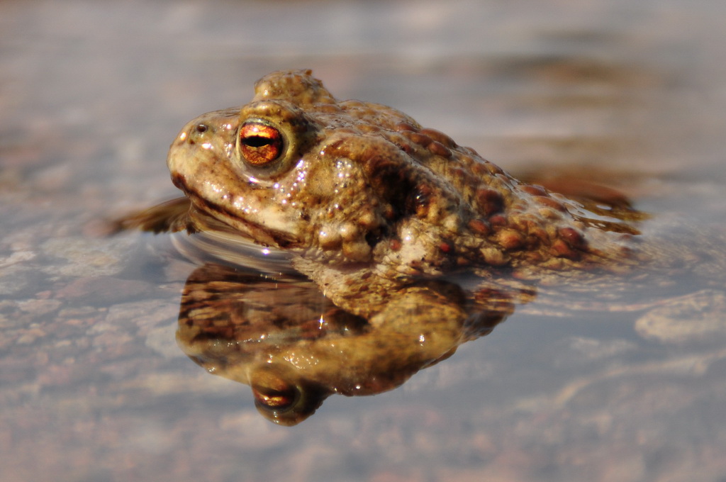 Frosch im Wasser
