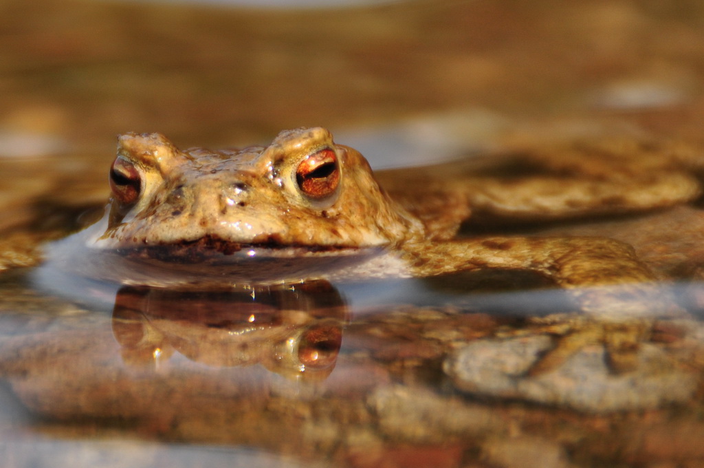 Frosch Macro