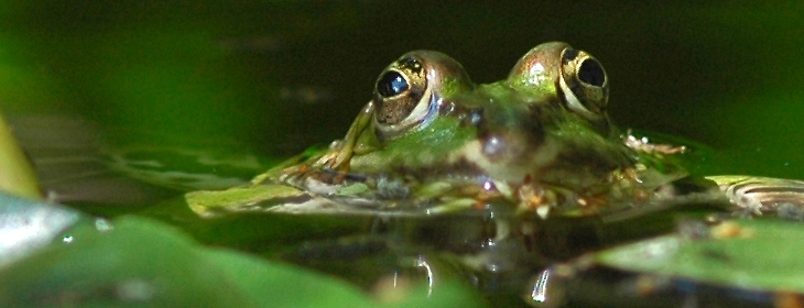 frosch nahe 1