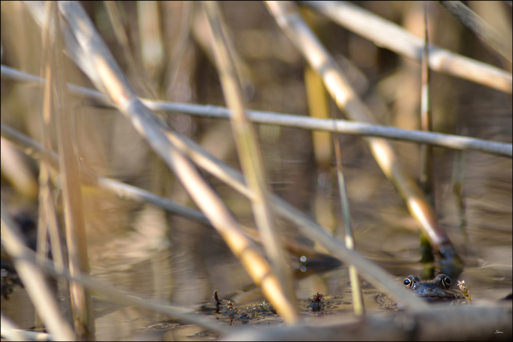 Frosch PZ16965