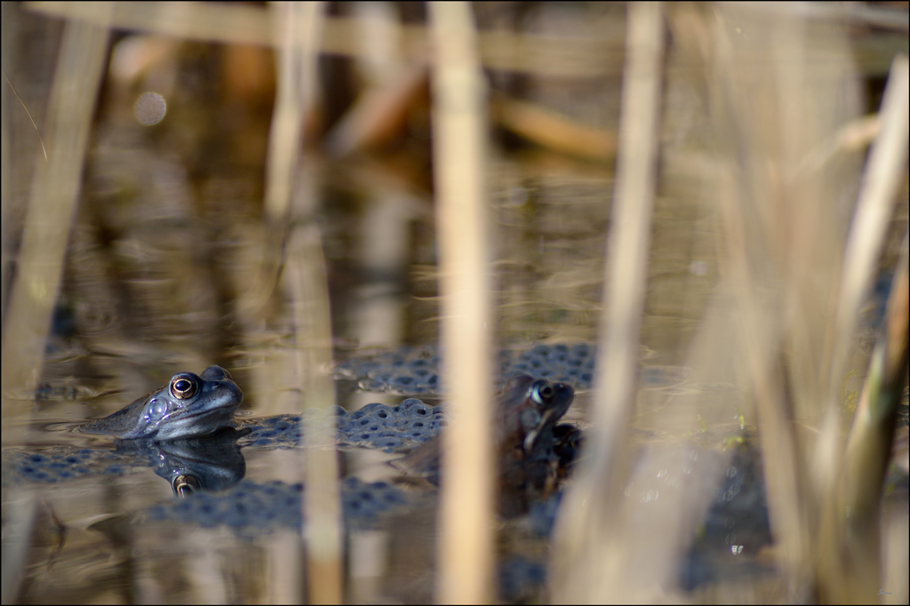 Frosch PZ16967