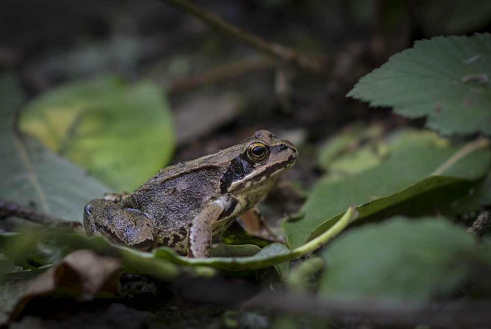 Frosch V1
