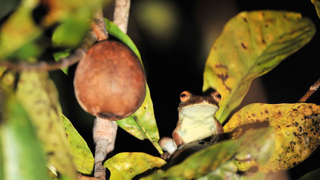 Frosch
Yupukari
3051