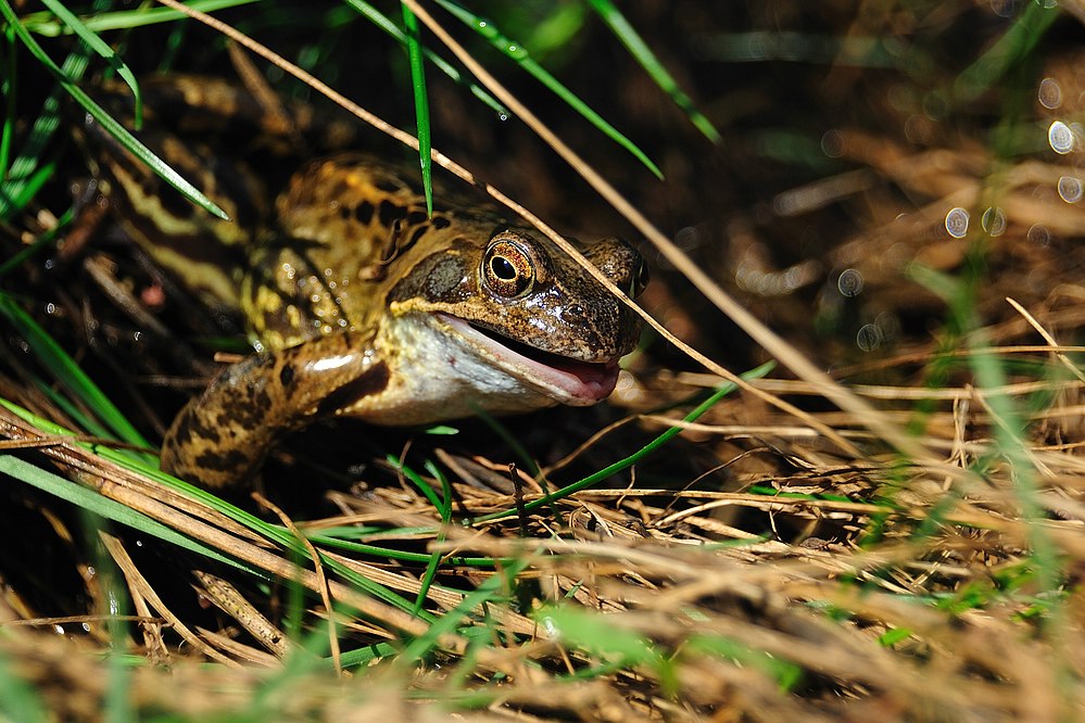 Frosch