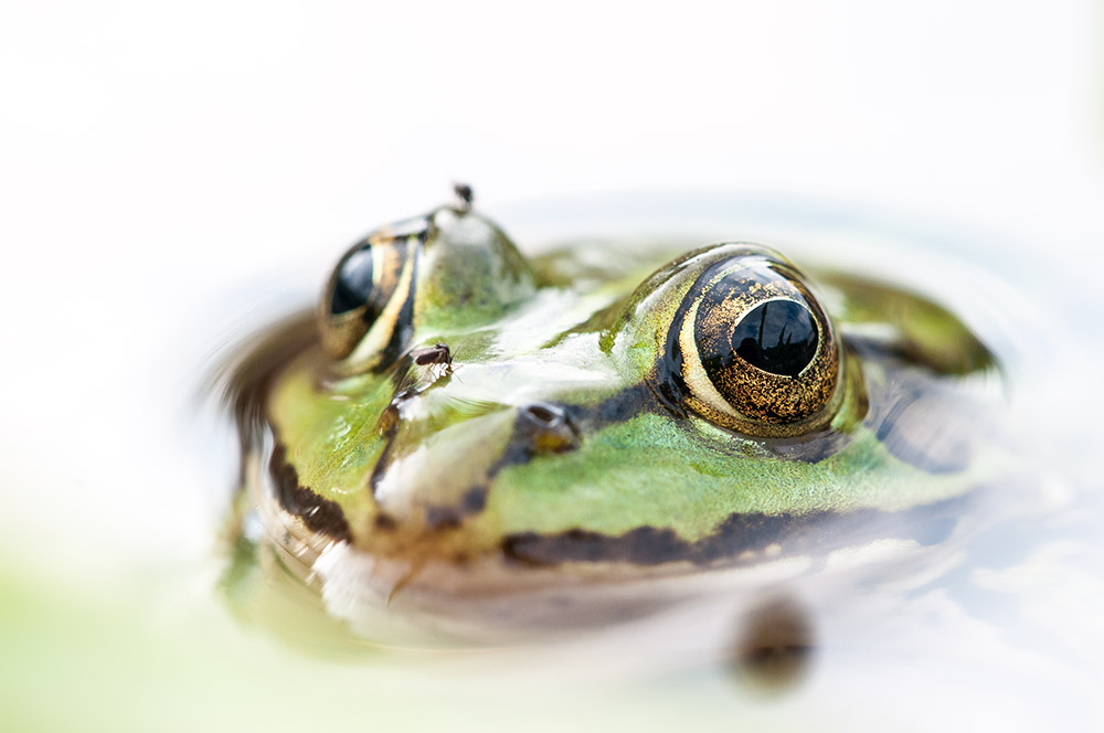 Frosch