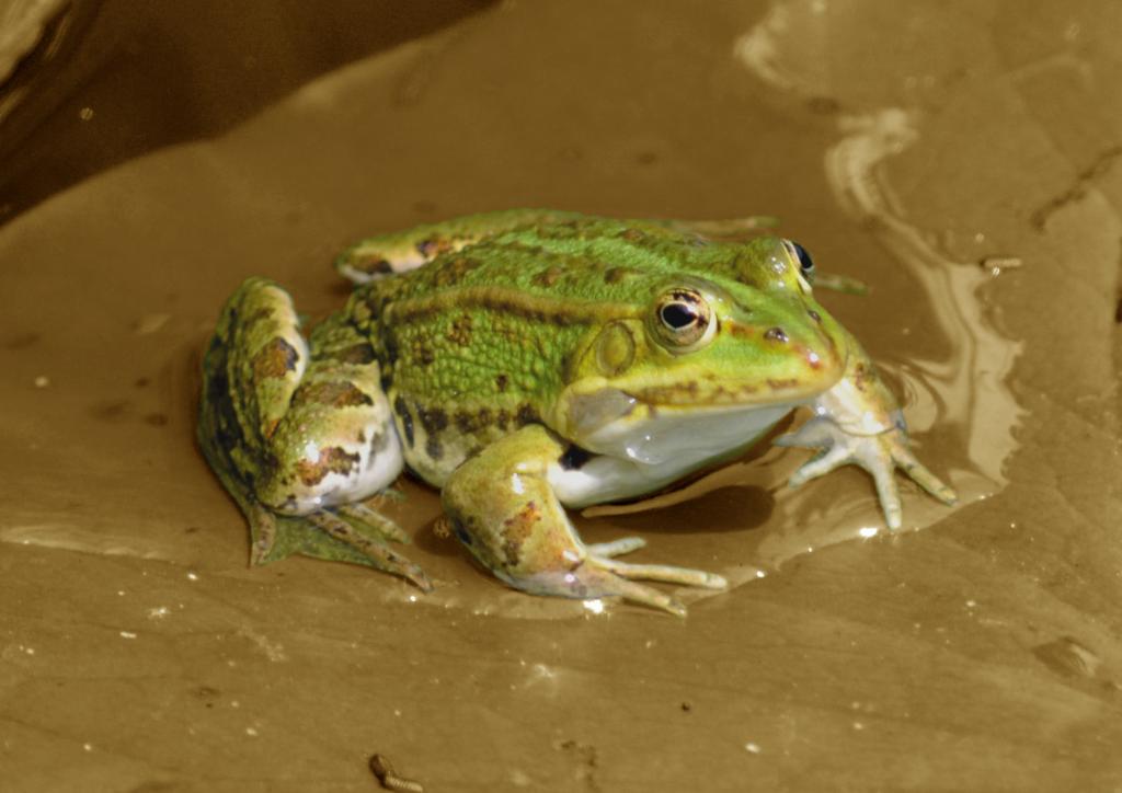 Frosch