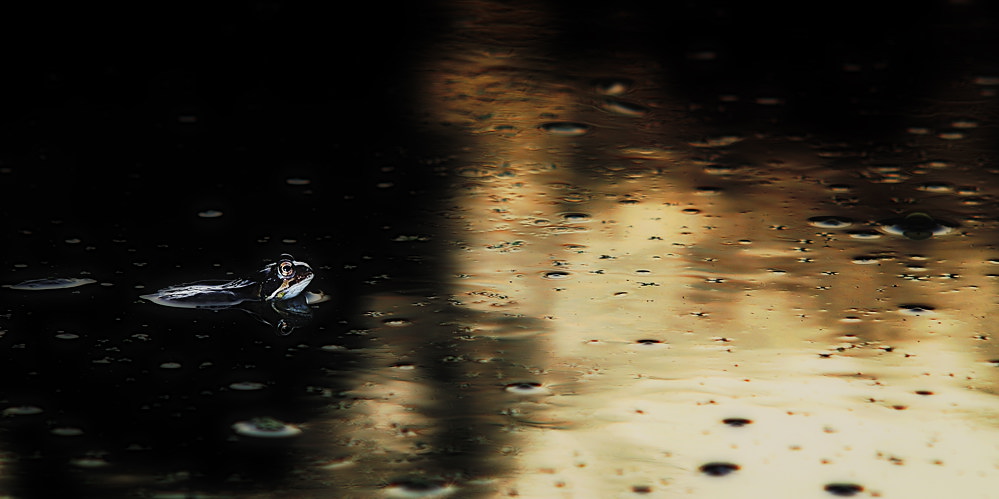 Frosch
