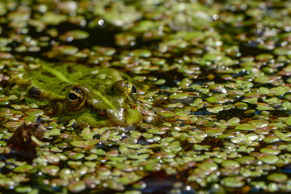 Frosch