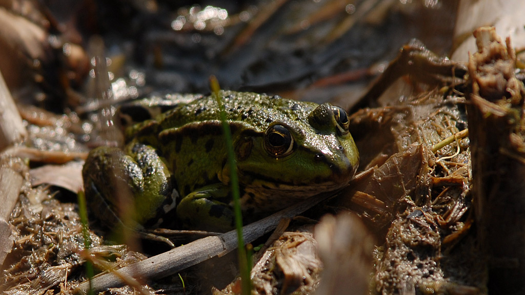 Frosch