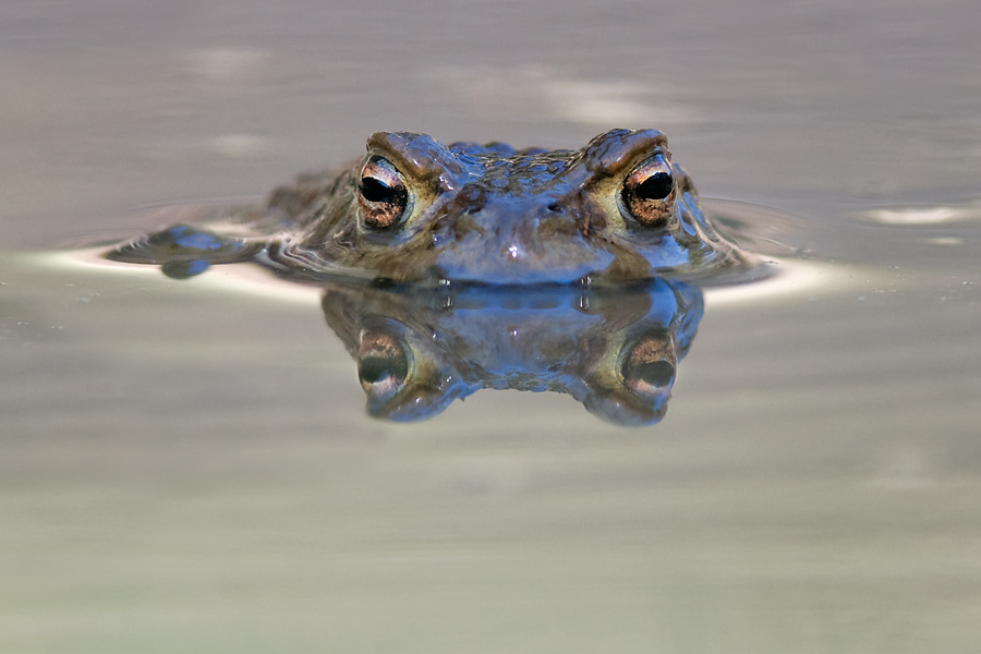 frosch