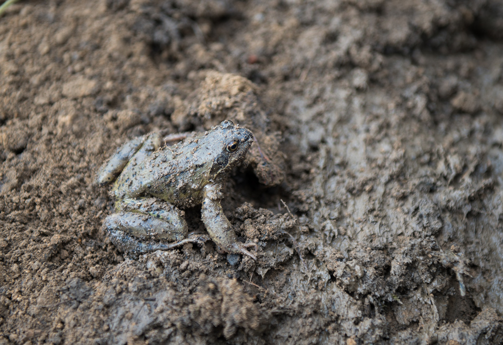 frosch
