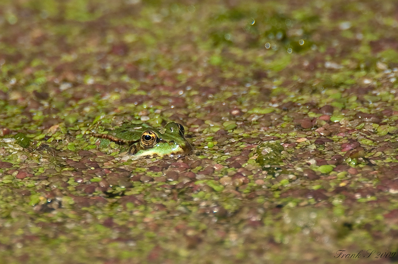 Frosch