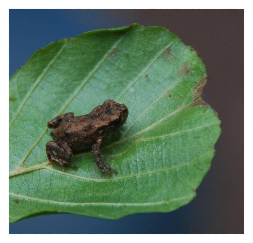 Frosch