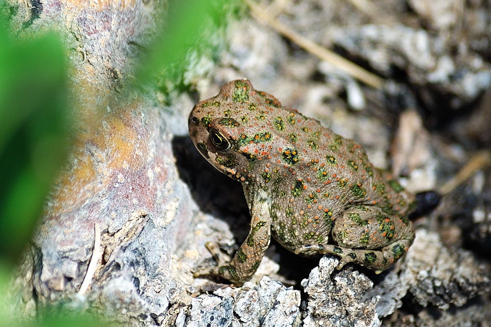 Frosch
