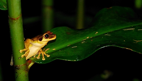 frosch
