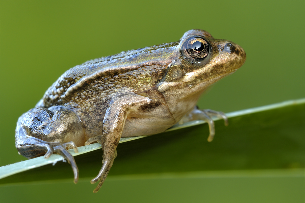Frosch0484nff