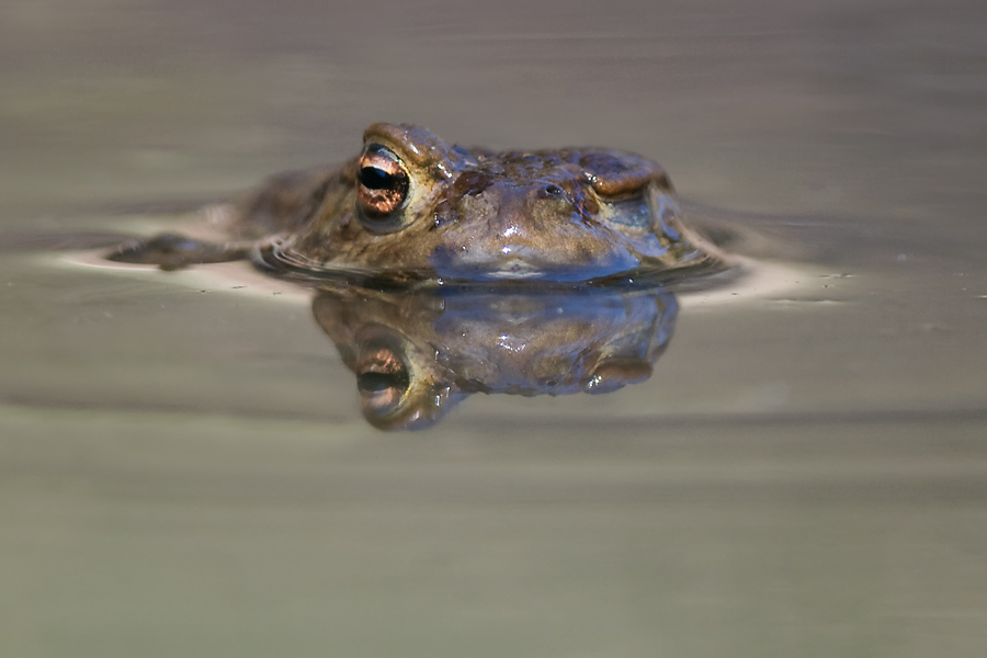 frosch2
