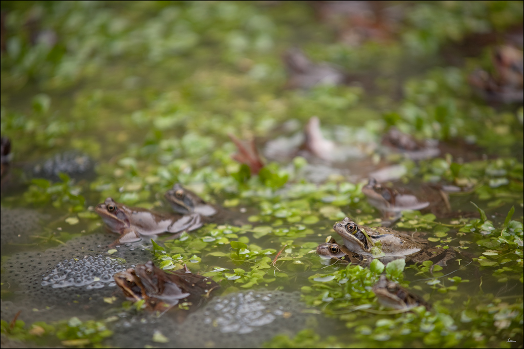 Frosch2DSC 9983