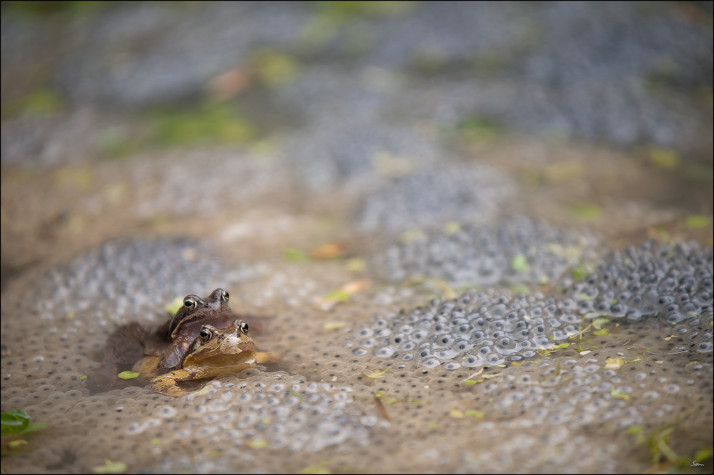 Frosch2DSC 9988