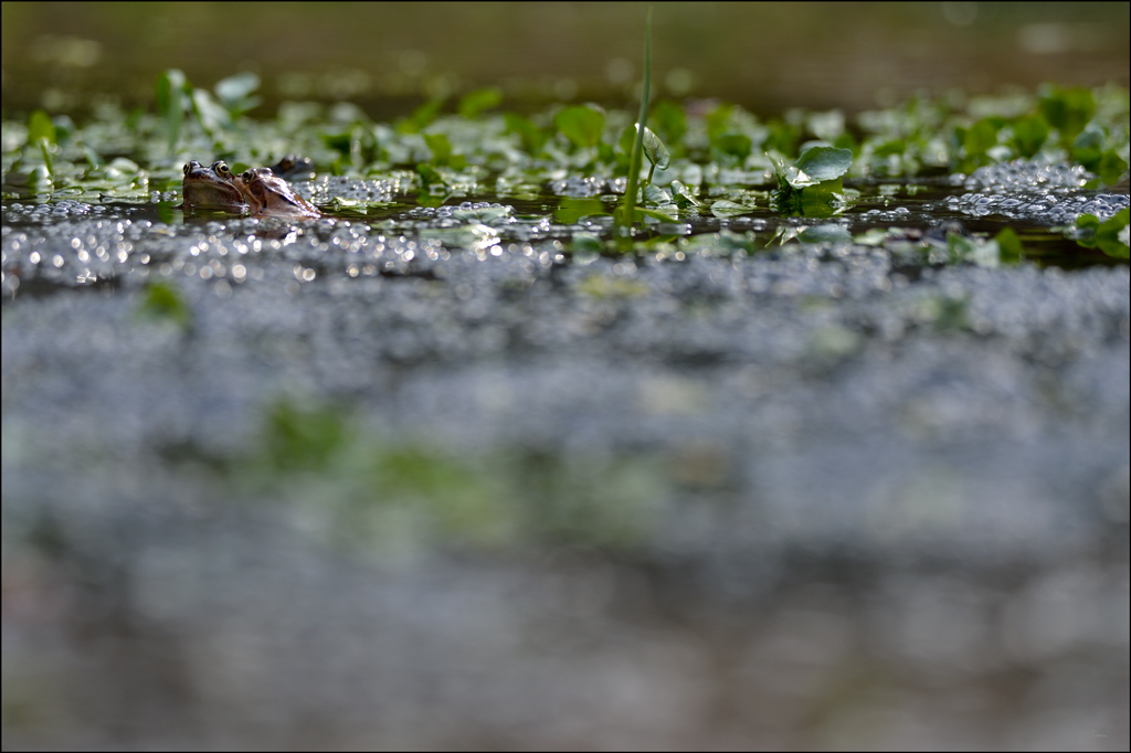 Frosch3 PZ17032