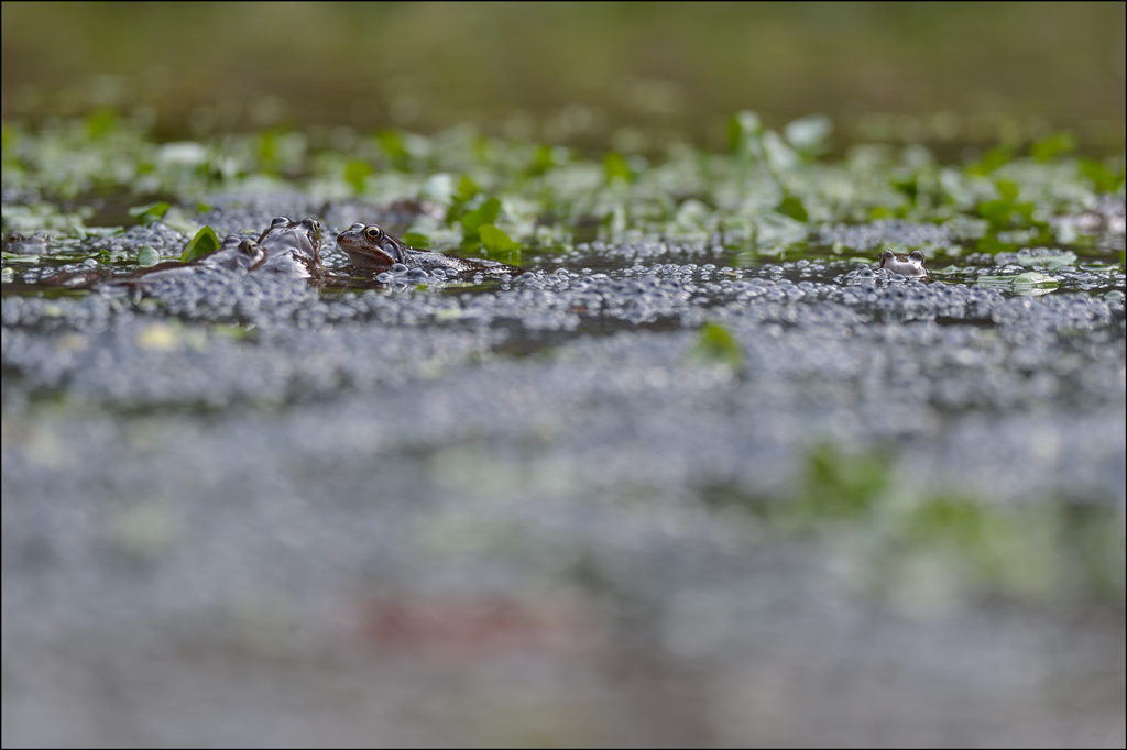Frosch3 PZ17033