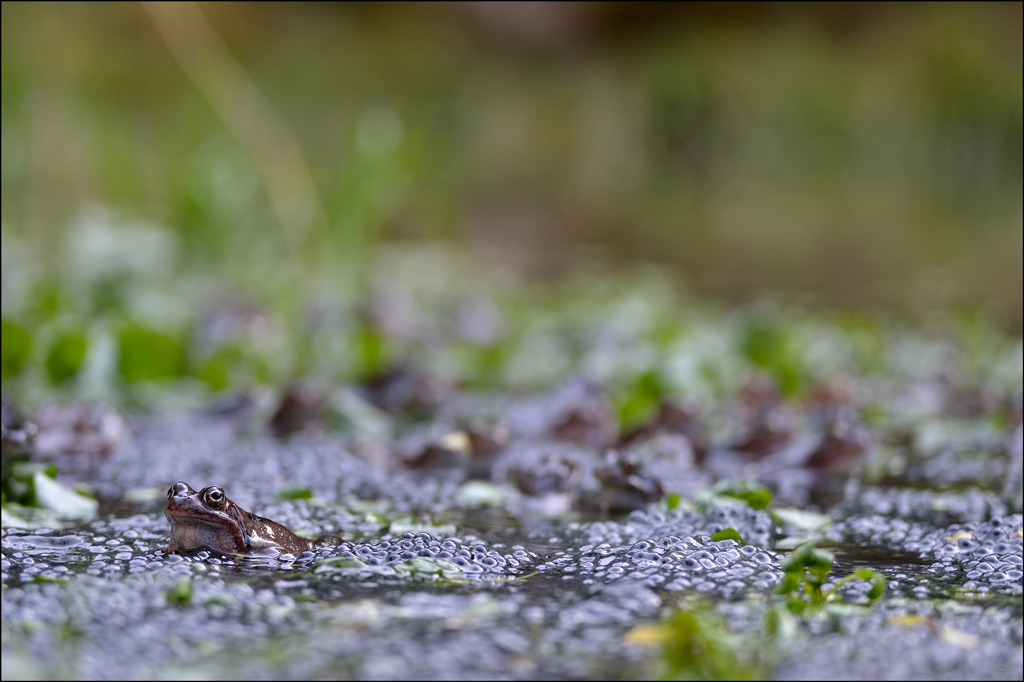 Frosch3 PZ17034