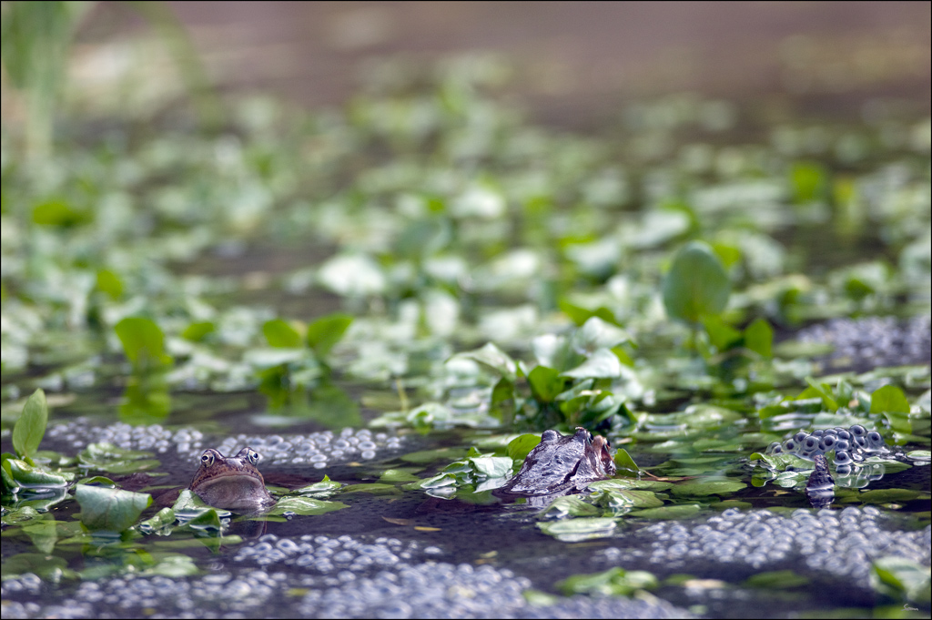 Frosch3DSC 0004