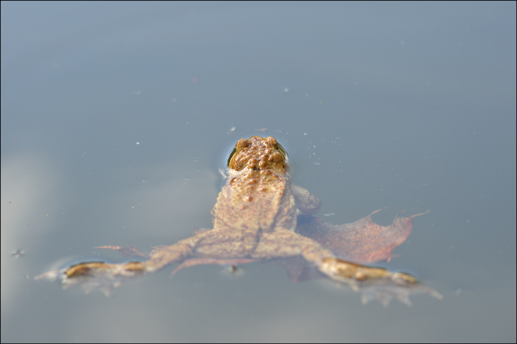 Frosch4 PZ17047