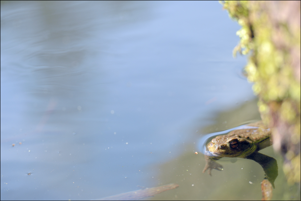 Frosch4 PZ17067