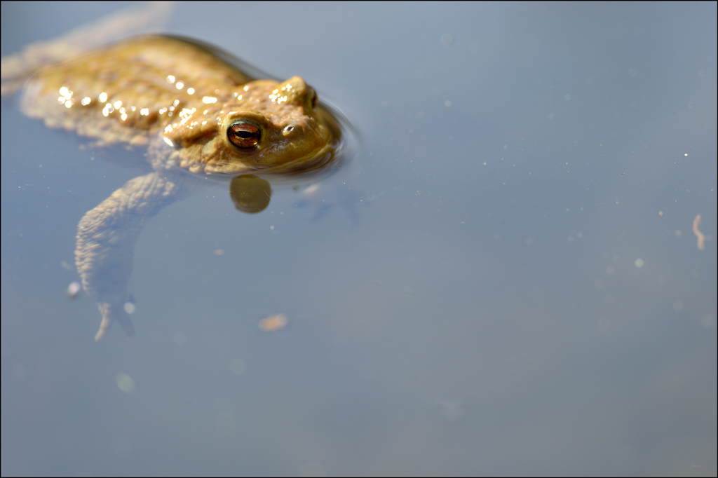 Frosch4 PZ17075