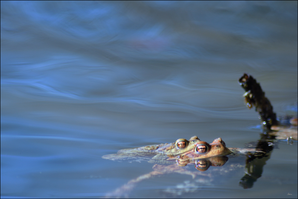 Frosch4 PZ17090