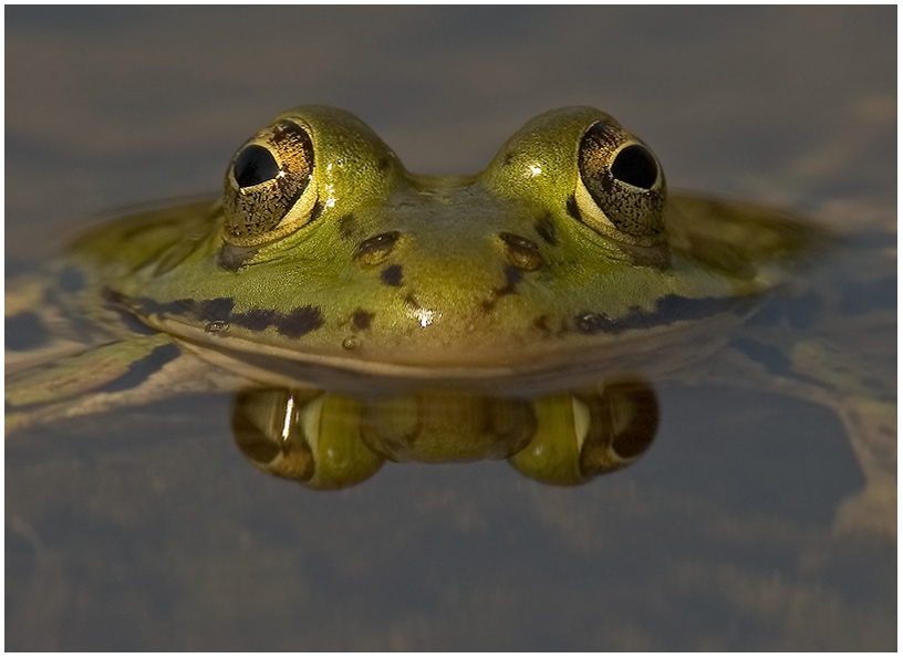 Frosch456