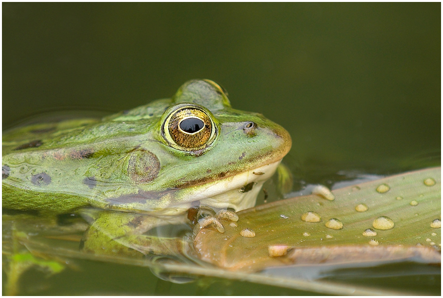Frosch55