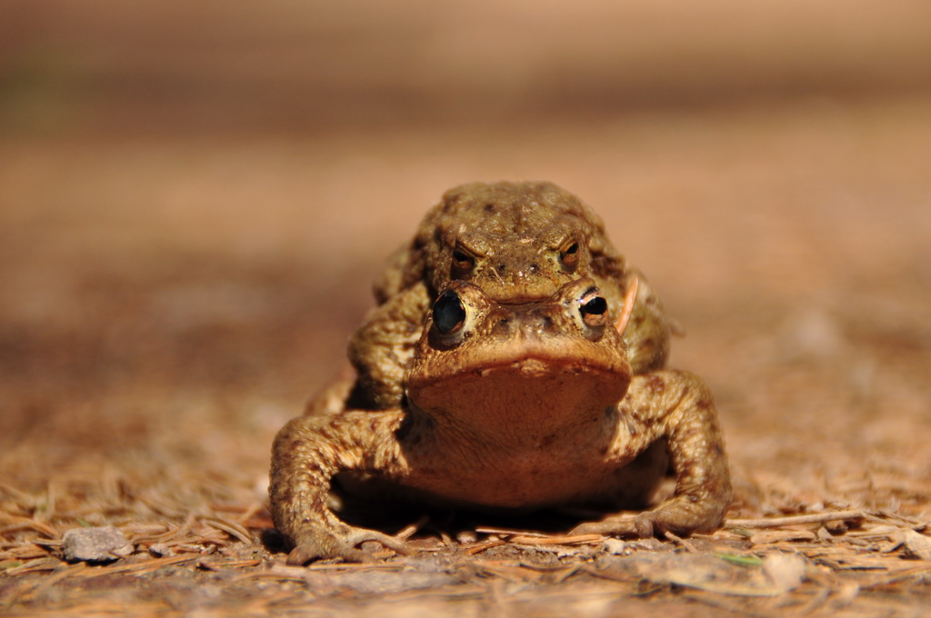 Froschpaarung