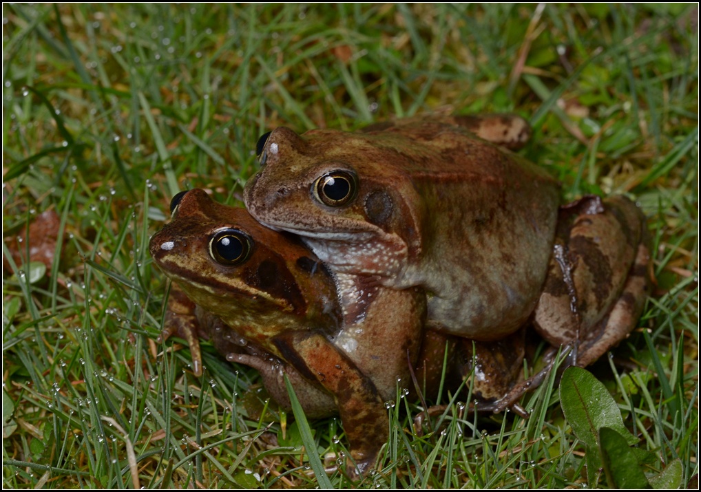 Froschwanderung