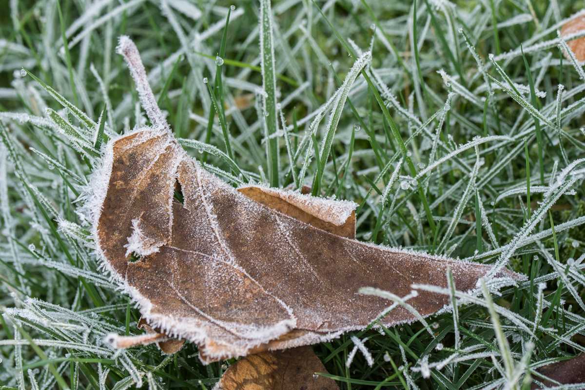 Frost-2.jpg