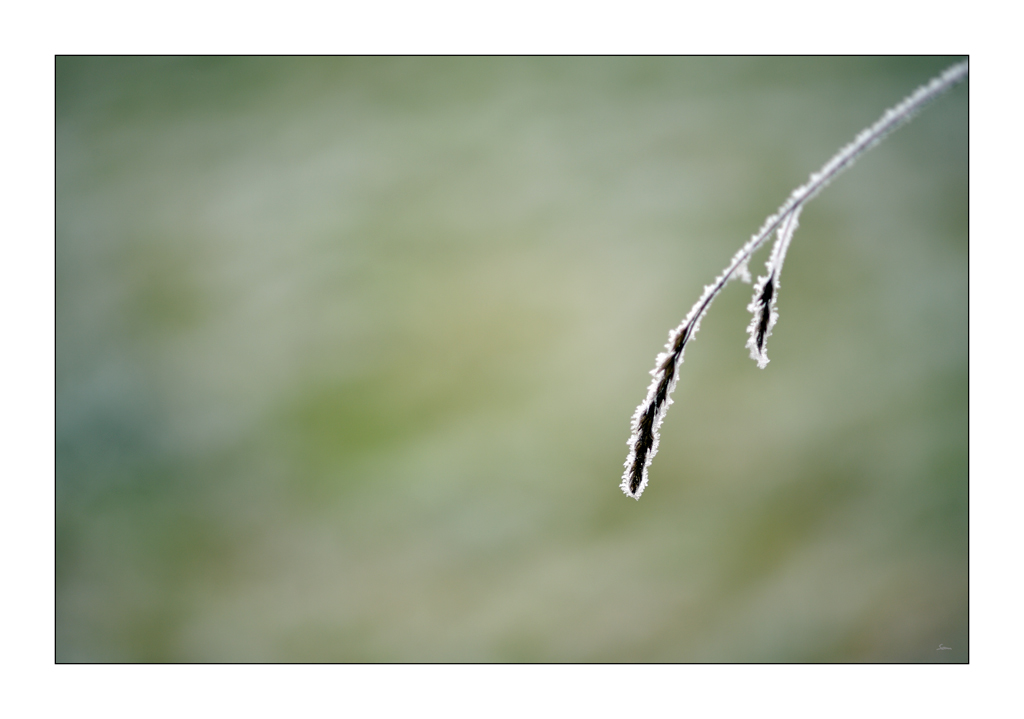 Frost PZ15438
