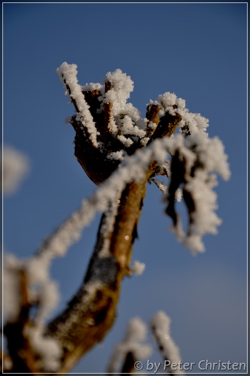 frost00001