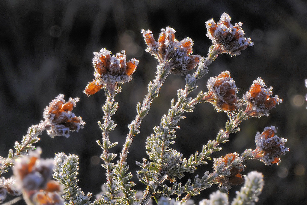 Frost1