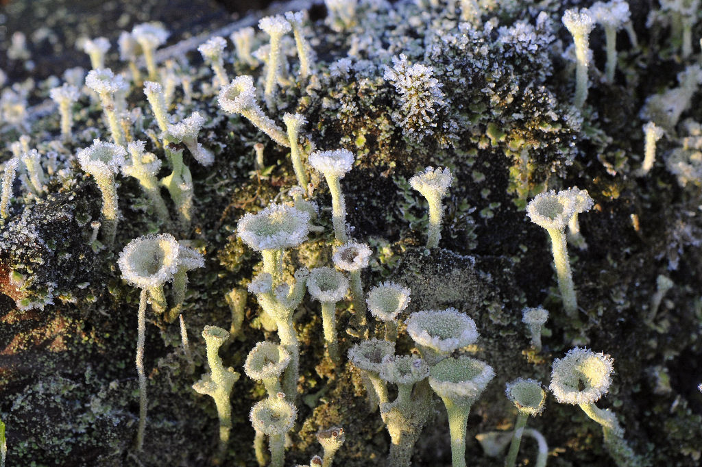 Frost2