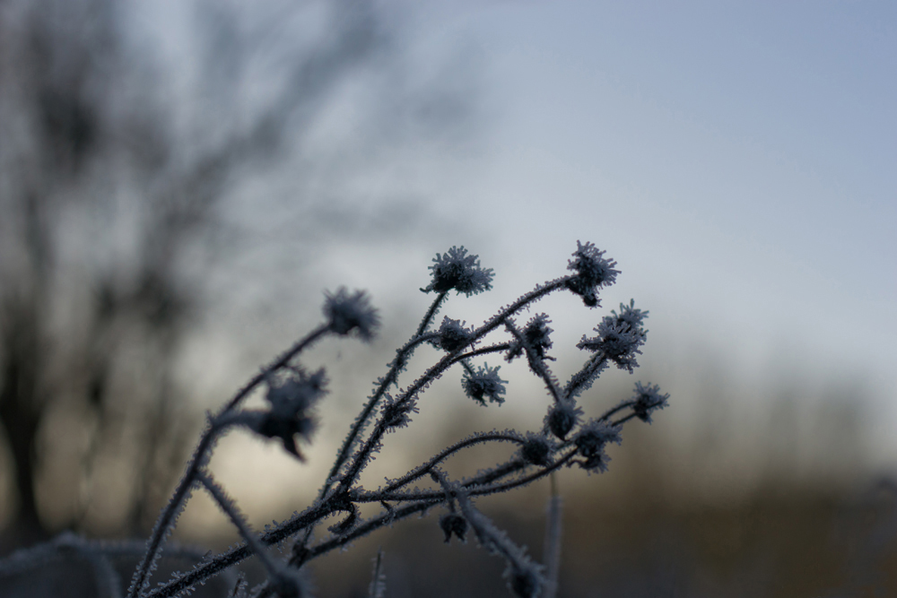 Frostblume
