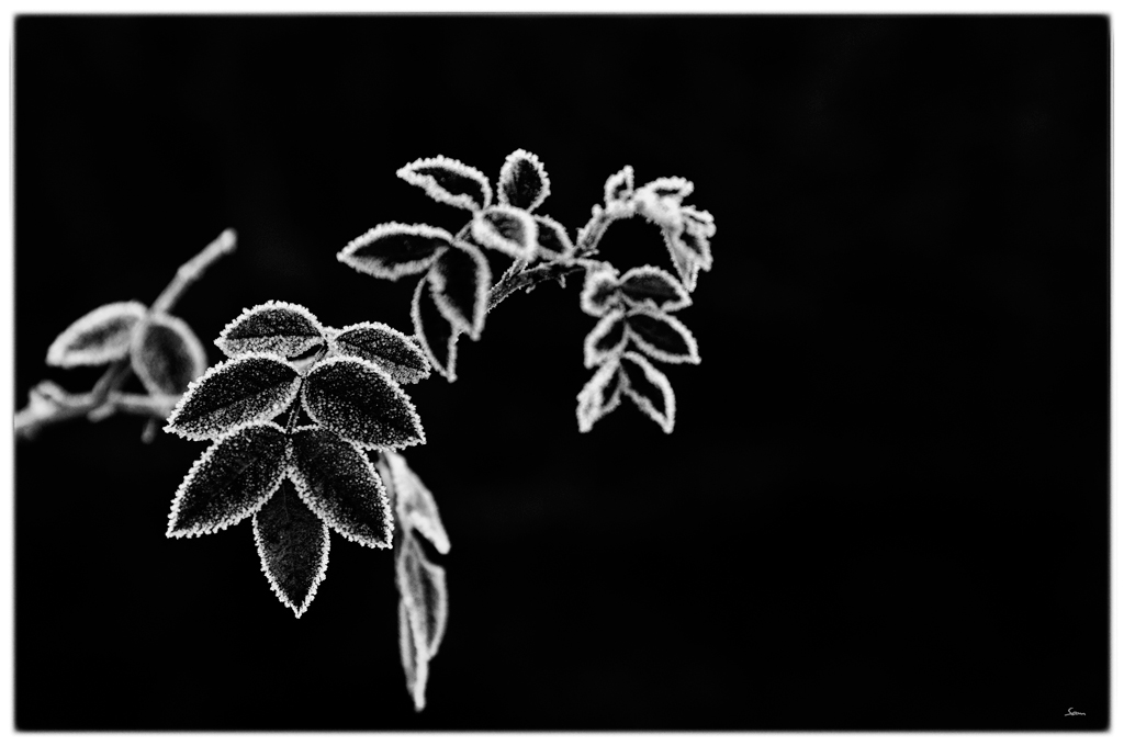 FrostDSC 0084
